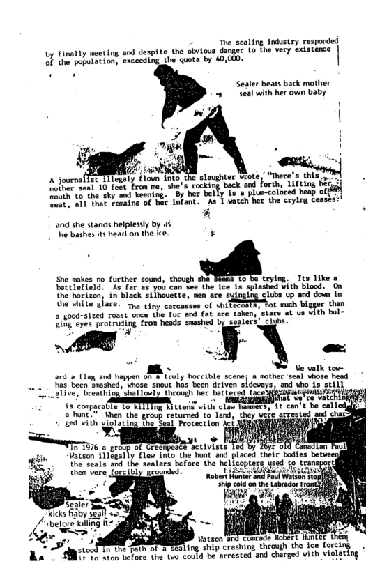 - The sealing industry responded by finally neeting and despite the obvious danger Lo the very existence of the population, exceeding the quota by 40,000.  Sealer beats back mother s seal with her own baby  A journalst 1llegaly flown into, the slaughter Wiote, “There’s this "4  other seal 10 feet Fron ne, she’s rocking back and forth, 1ifting het. oth to-the sky and keening. By her belly is a plun-colored heap of 31" hat Yomains of her infant. As I vatch her the crying ceases:  5 .  and she stands helplessly by . he bashes its head on the ie. .  She makes o fucther sound, though she Seema to be trylng. Tts like & Botelafled i fa 1ol can see the fce 15 cplashed vith blood. On the harizon; in black siihouette, men are sylnging clubs up and doun in e WL Hare. o vy caccasse of biPETitot mch bigger thin 5 good-stzed rosst once the fur and fat are taken, stare at us vith bul- ik eves protruding from heads seashed by seplers,_clubs.  . ve valk tov- ard a Flag and happen on & truly horeible scene; o mother seal vhose hesd ... . has becn snashed, whose snout has been driven sidevays, and who is still Z_alive, breathine’shallouly through her Latteced faceiasmiitoiio| % e I hat L’ re i is conparale 1o ITITng klttens vith clau hamsers, it can’t be calledgl a hunt." When the group returned to land, they vete arrested and cha + ged with yiolating the Seal Protection Act ATRNRAMVISUEIING S R L]  L — v o ST 1576 o geodt of Cremmpe R ccivtots Tod Tyt 018  by v Uauson T1egally" e into the ks placed theic budies bt  the seals and Lhe sealers bofore the helicopters used to transport them vere forcibly grounded. [t  PO ] g, D, EEELL T N Tt s DR R 